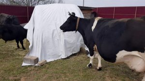 КОРОВАМ КАКОЕ СЕНО СТОЙЛО ОСЛИКИ