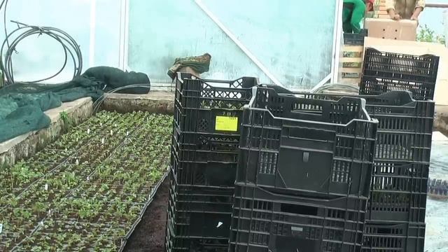 Батькив сад Размножение малины крапивкой 2 смотреть онлайн