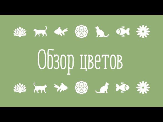 Обзор комнатных цветов. Что цветет в марте. Разные цветы.