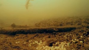 Реакция рыбы на КУКУРУЗУ Подводная съёмка ЛЕЩ