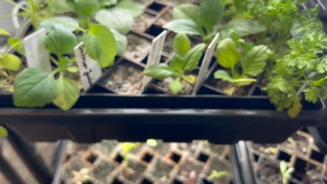 Seedling update and seed starting room 