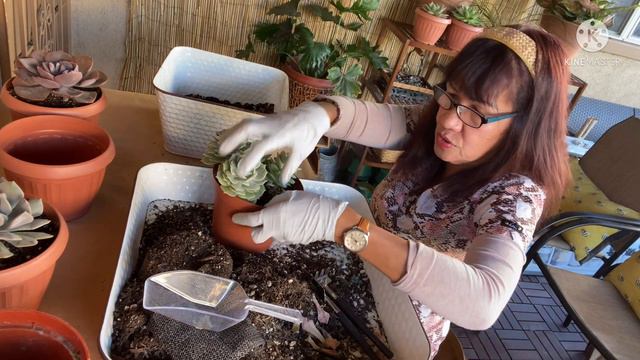 Repotting My Echeveria Succulents смотреть онлайн