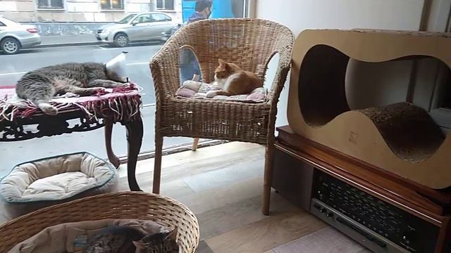 Кафе где живут кошки с котами.Это исходник когда я сам что то комментирую!!! смотреть онлайн