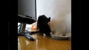 У КОШЕК тоже ПАСХА ! Едят КУЛИЧИ да ЯЙЦА / Cats Easter. Egg