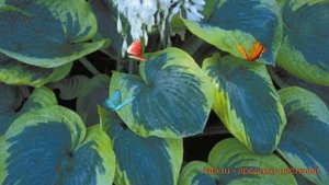 Хоста гибридная Олив Бейли Лэнгдон (so sweet) ? обзор: как сажать, луковицы хосты Олив Бейли Лэнгдо