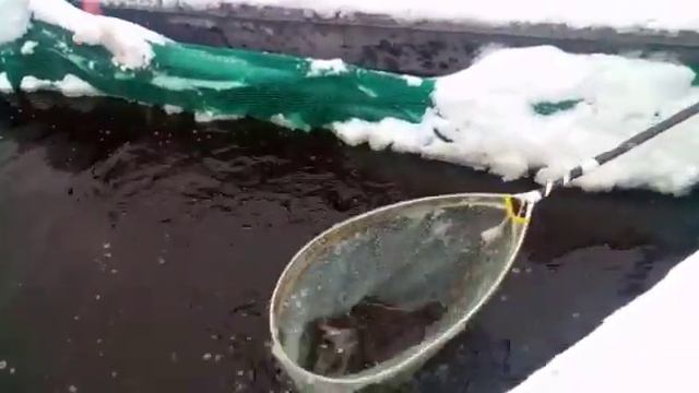 07.01.2021г. Форель с открытой воды. смотреть онлайн