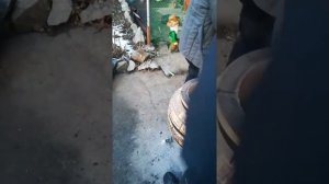 Шашлык и лепешки в тандыре 1 раз