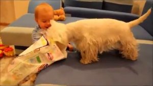 Ребенок и вест хайленд вайт терьер