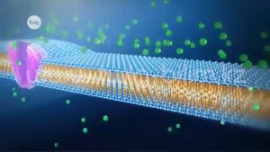 Мембрана клетки