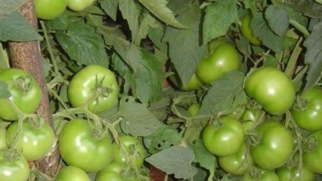 Top 5 Hybrid Tomato Seeds For Rainy Season