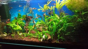 Аквариумы на 30 и 100 л/ Опять "вьетнамка"../ Поменяла губки в фильтрах/