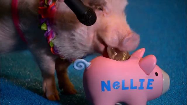 10 Самых умных животных. смотреть онлайн