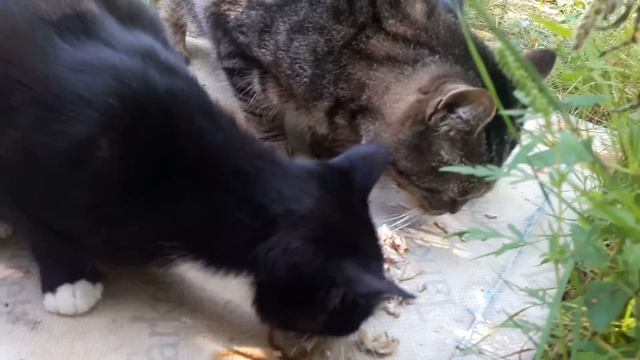 Славянск. 17 августа 2022г. Коты обедают. смотреть онлайн