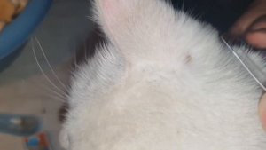 СПАС КОТЁНКА ОТ КЛЕЩА I Укусил Клещ Что Делать ?