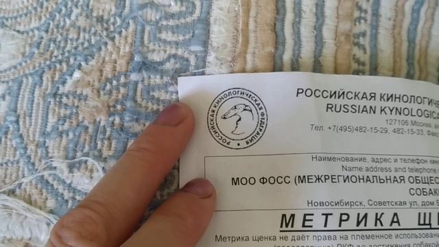 Родословная щенка борзой. Собачьи документы смотреть онлайн