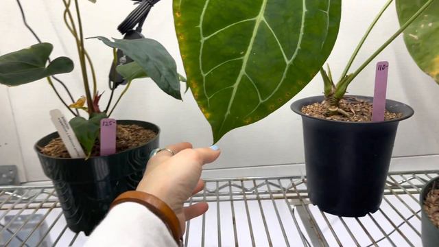 Ecuagenera Live Shopping & Plant Tour: Get inspired to buy plants today! смотреть онлайн