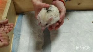 Ежеминутка