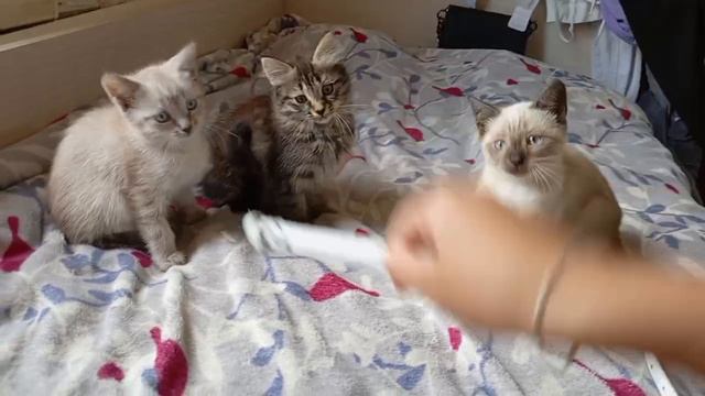 Красивые котята видео