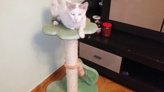 " Яся - кот-домовой " смотреть онлайн