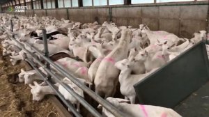 Осеменение коз на крупных и мелких фермах