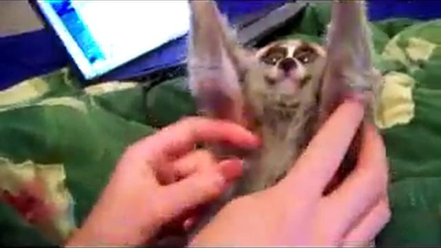 Милый Лимур смотреть онлайн