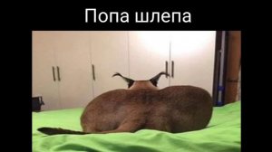 Все виды шлепы#шлёпа #виды #русский русский кот шлепа