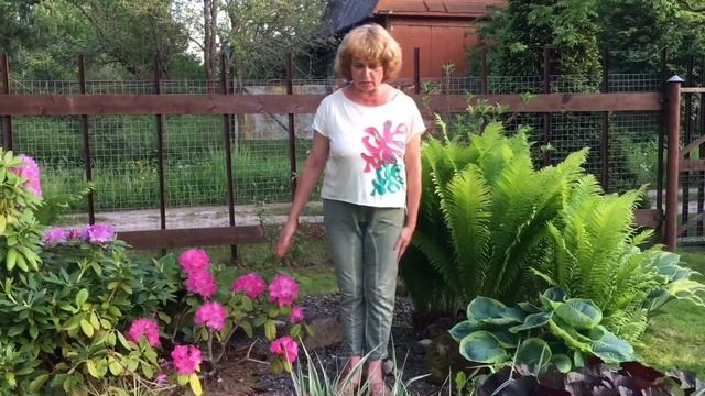 Как вырастить РОДОДЕНДРОНЫ в своём саду