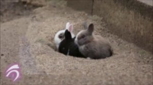 Смешные Милые Кролики 2022! Веселая Видео подборка!