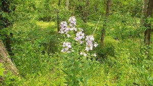 Dame's Rocket (Hesperis matronalis)