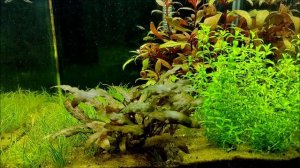 Аквариум #Dennerle_20L с формозами. Два месяца после запуска.