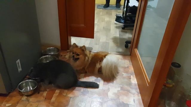 ? Померанский шпиц и кошка делятся кормом ?