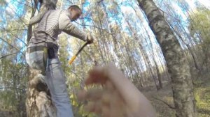 Как достать берёзовую ЧАГУ с дерева? Самый простой способ...