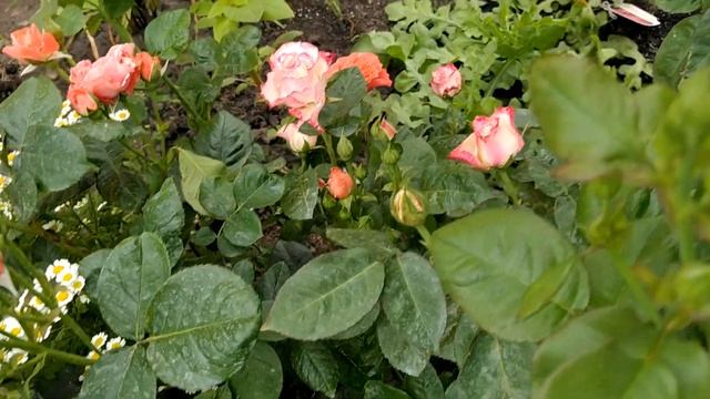 Роза Chippendale. Розы утром. смотреть онлайн