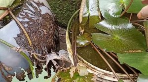 Growing And Caring Water Lily At Home