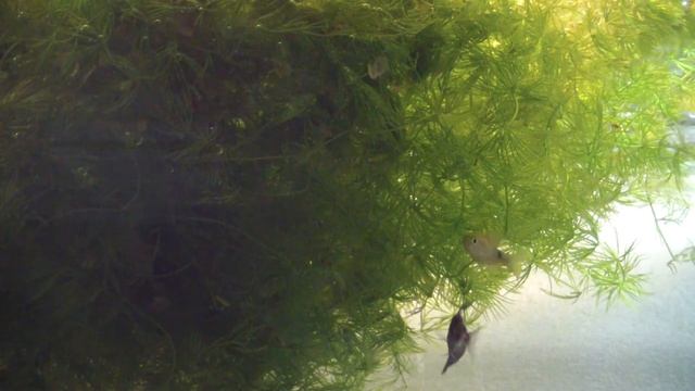 Роголистник. Простое растение с большой пользой. смотреть онлайн