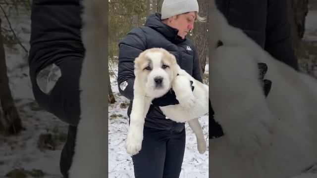 Щенки среднеазиатской овчарки алабаи питомник Таёжный Талисман +79135577838#алабай #сао #щенкиалаба