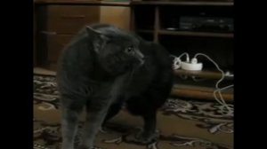 Топ 5 котов ругающиеся матом.