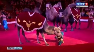 Как слоны отмечают день рождения