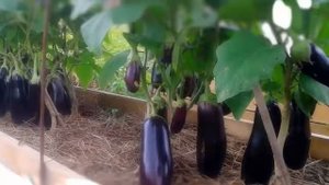 ВЫРАЩИВАНИЕ БАКЛАЖАНОВ в открытом грунте