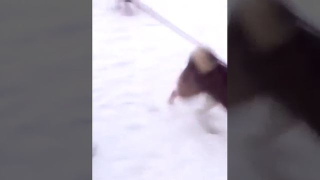 Западно-сибирская лайка Тайга