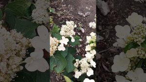 КАК ЦВЕТЁТ ГОРТЕНЗИЯ "ИНФИНИТИ"/15.07.23/ ОМСК