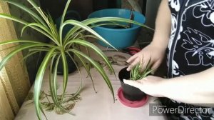 Хлорофитум, отделила детку