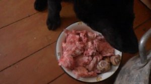 P3180001     ВЕО Овчарка.Кормим Мясам....