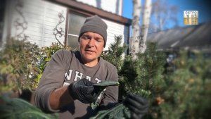 капуста Кале (КЕЙЛ) (ДИКАЯ КАПУСТА)