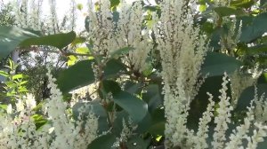 Горец сахалинский.( Рейнутрия)