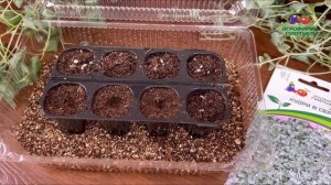 КАК ВЫРАСТИТЬ ДИХОНДРУ И ПОЛУЧИТЬ 100 РАСТЕНИЙ ИЗ ОДНОГО СЕМЕНИ