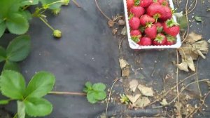 Обзор двух сортов клубники Кабрилло и Флорида Бьюти (нсд)