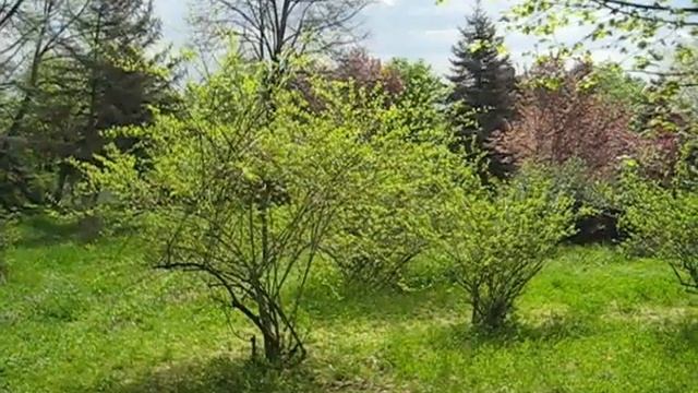 Вязание спицами, костюм летний на любой возраст и любую фигуру,knitting for different women смотреть онлайн