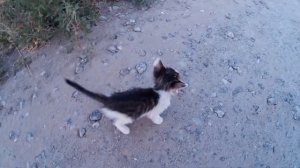 Маленький бездомный котенок на улице - бедный, несчастный котик. Очень жалко беззащитного животного