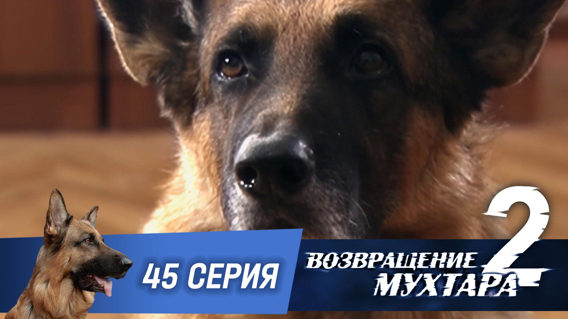 Возвращение Мухтара  2. 45 серия. Выстрел